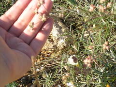 Rumia crithmifolia