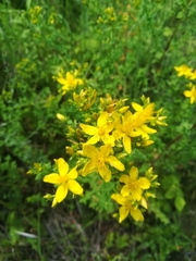 Hypericum perforatum