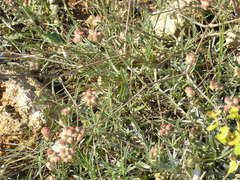 Rumia crithmifolia