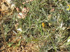 Rumia crithmifolia
