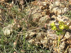 Rumia crithmifolia