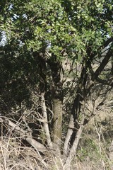 Diospyros dichrophylla