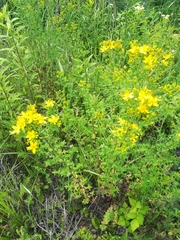 Hypericum perforatum