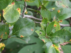 Crataegus reverchonii