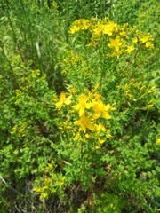 Hypericum perforatum