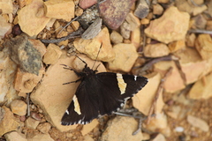 Thorybes pseudocellus