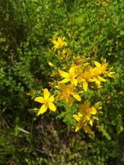 Hypericum perforatum