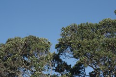 Diospyros dichrophylla