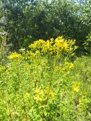 Hypericum perforatum