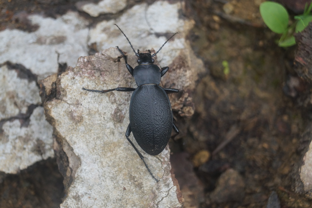 Leather Beetle