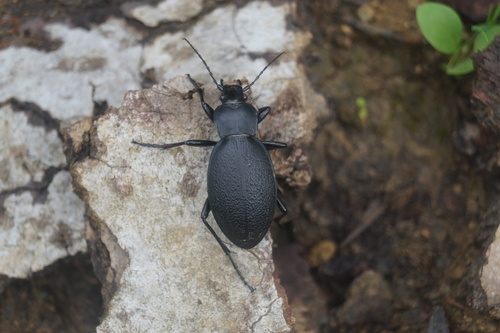 Carabus coriaceus