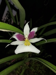 Miltoniopsis roezlii