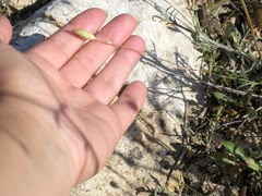 Dianthus marschallii