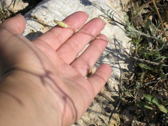 Dianthus marschallii