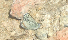 Euphilotes battoides