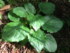 Rugelia nudicaulis