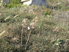 Lactuca tuberosa