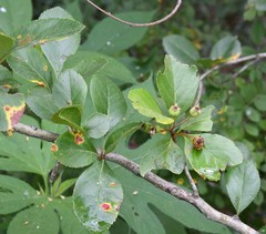 Crataegus reverchonii