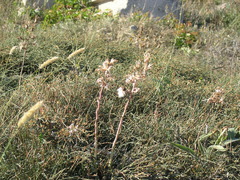 Lactuca tuberosa