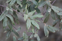 Quercus crassipes