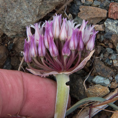 Allium falcifolium
