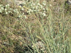 Gypsophila pallasii
