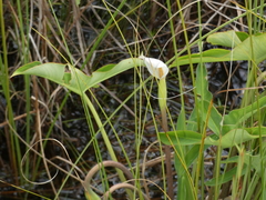 Peltandra sagittifolia