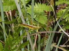 Schistocerca alutacea