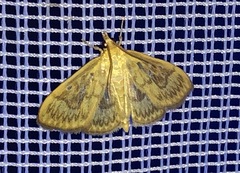 Crocidophora serratissimalis