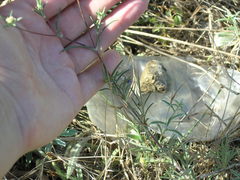 Scabiosa praemontana