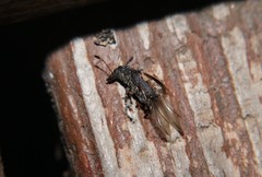 Piesocorynus plagifer
