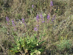 Salvia virgata