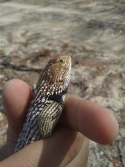 Sceloporus zosteromus