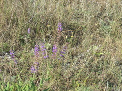 Salvia virgata