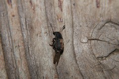 Piesocorynus plagifer