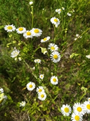 Erigeron annuus