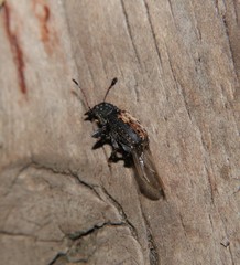 Piesocorynus plagifer