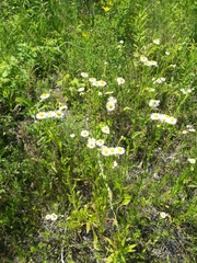 Erigeron annuus