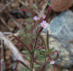 Epilobium minutum