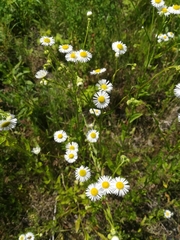Erigeron annuus