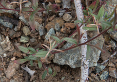 Epilobium minutum
