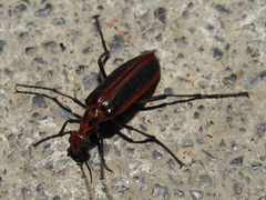 Pyrota tenuicostatis