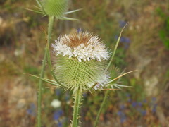 Dipsacus comosus