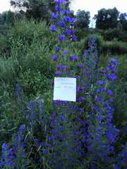 Echium vulgare