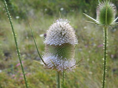 Dipsacus comosus