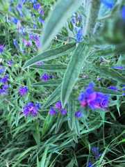 Echium vulgare