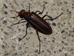 Pyrota tenuicostatis