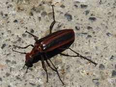 Pyrota tenuicostatis