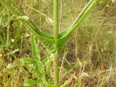 Dipsacus comosus