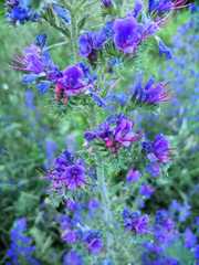 Echium vulgare